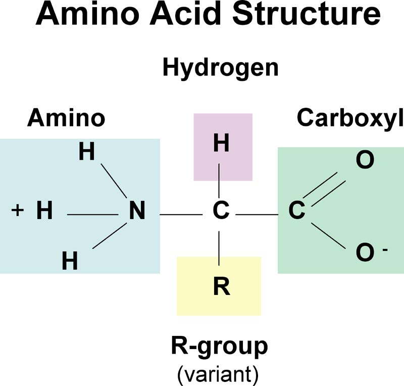 The Catabolism of Fats and Proteins for Energy - Antranik.org