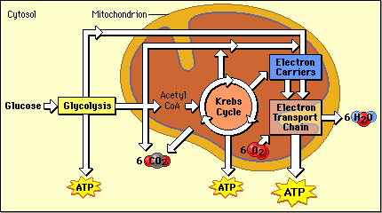 Cell Respiration Part 1: Anaerobic Respiration (Glycolysis ...