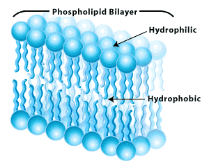  membrane phospholipids