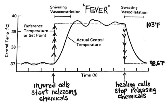 Inflammation and the Pathophysiology of Fever