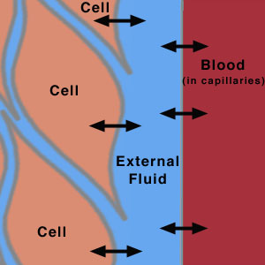 human body fluid compartments