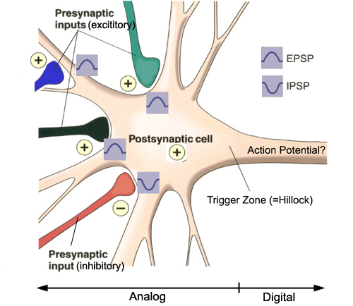 Scientists discover new mechanism of how brain networks form