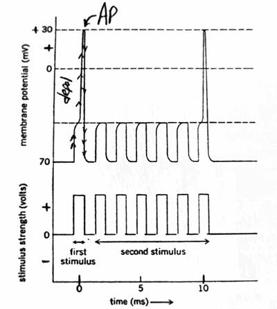 Electrical Refractory Recovery Period following an Action