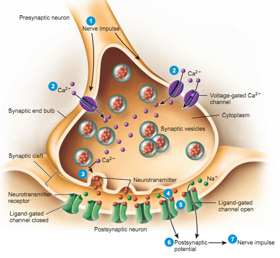 Synaptic Transmission by Somatic Motorneurons - Antranik.org