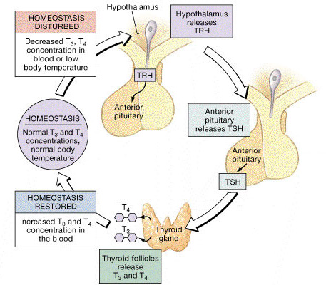 Thyroid Stimulating Hormone (Thyrotropin) - Antranik.org