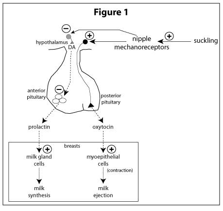 prolactin hormone function