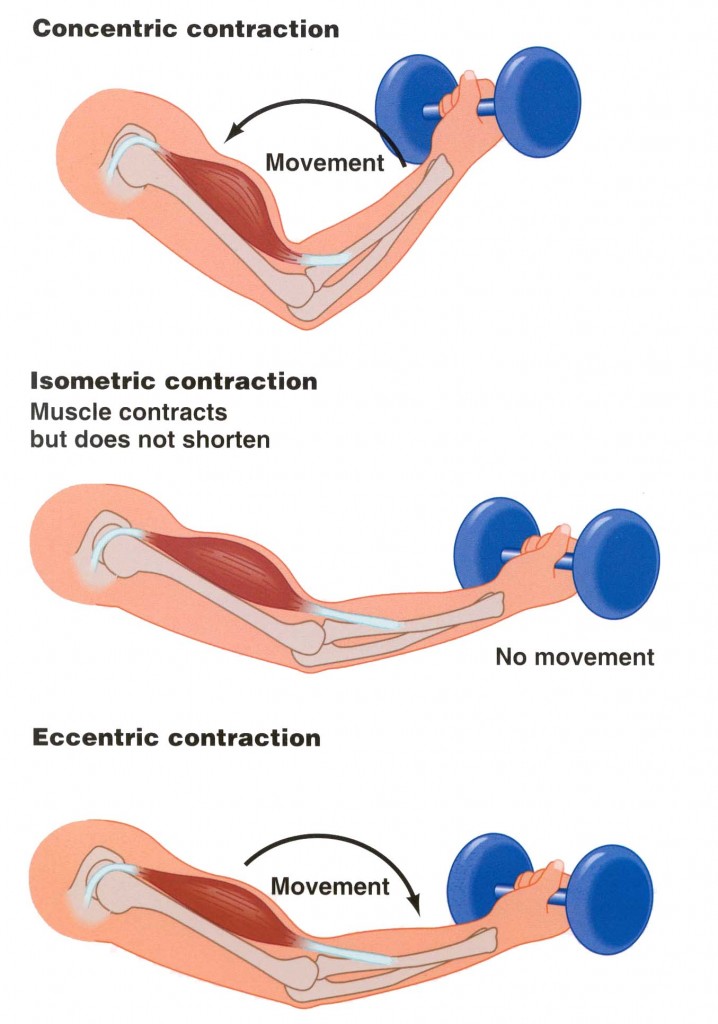 bicep contraction
