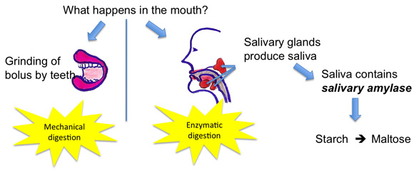 WhatHappensInMouth