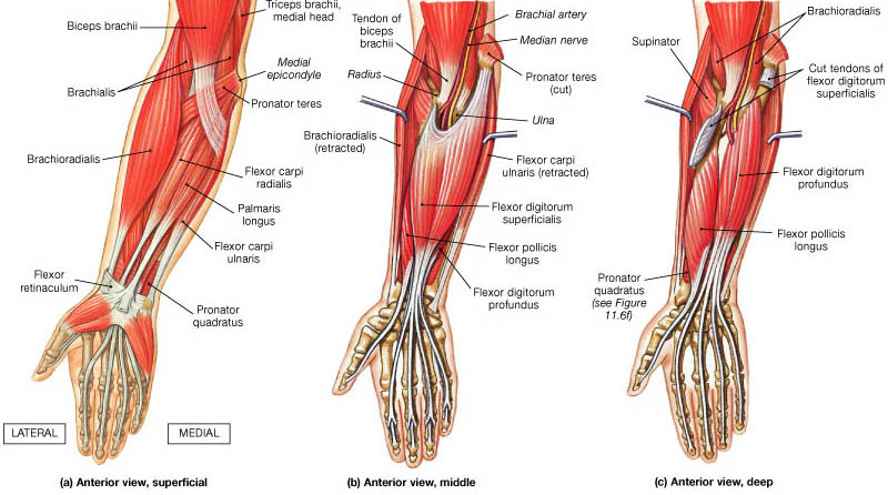 anterior compartment of the forearm