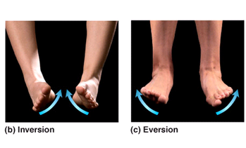 inversion eversion foot