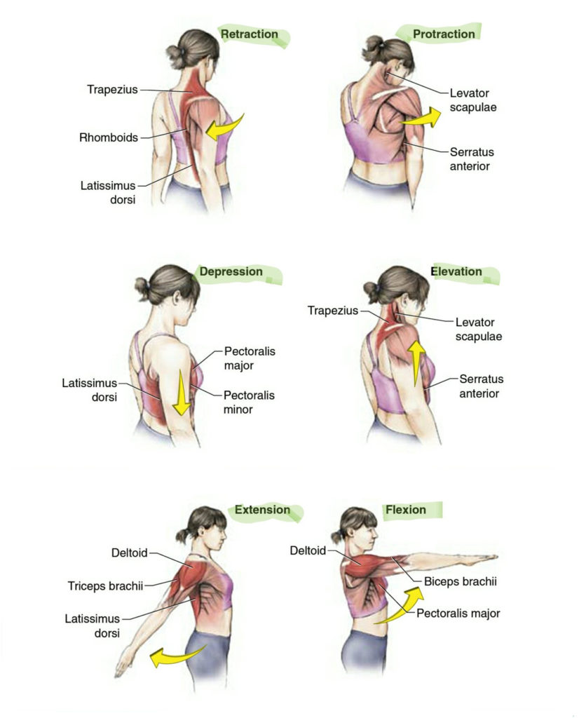 scapular elevation