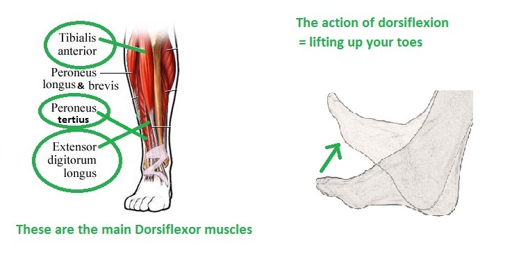 Work on actively bringing the feet/toes up toward your shins.